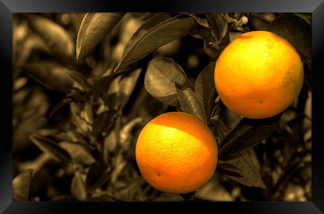 Oranges Framed Print by Rob Hawkins