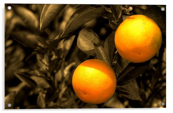 Oranges Acrylic by Rob Hawkins