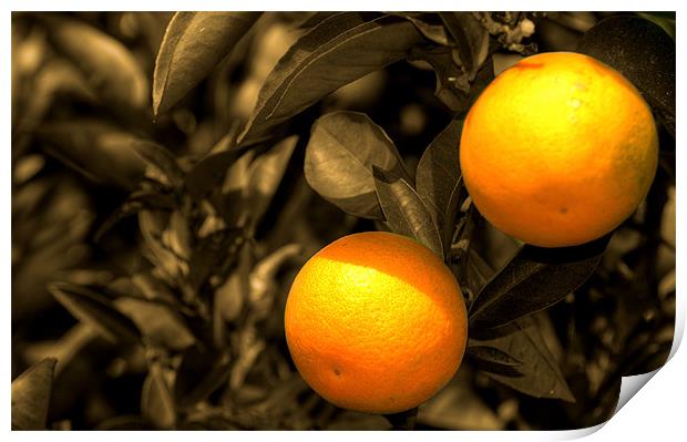Oranges Print by Rob Hawkins