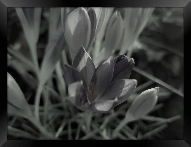 Sweet violet flower blooming in spring Framed Print by Dinil Davis