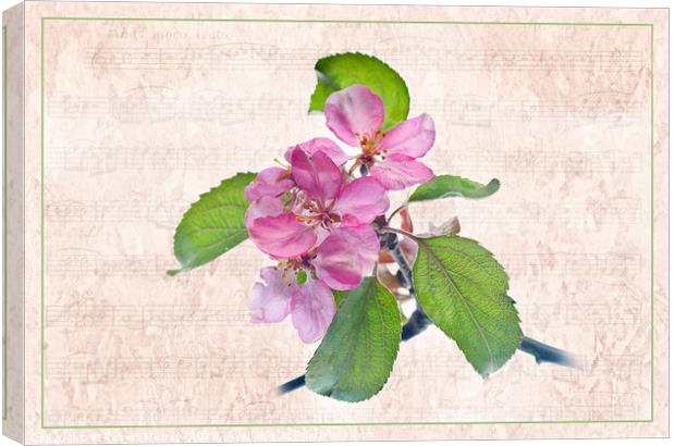 Melody of Spring Canvas Print by Robert Murray