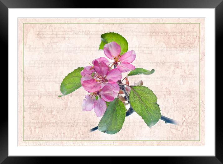Melody of Spring Framed Mounted Print by Robert Murray