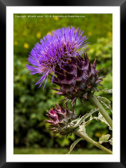 Common Thistle Framed Mounted Print by keith sayer