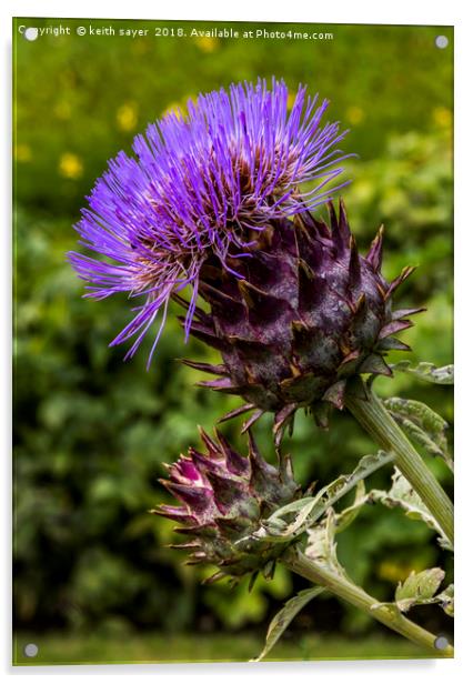 Common Thistle Acrylic by keith sayer