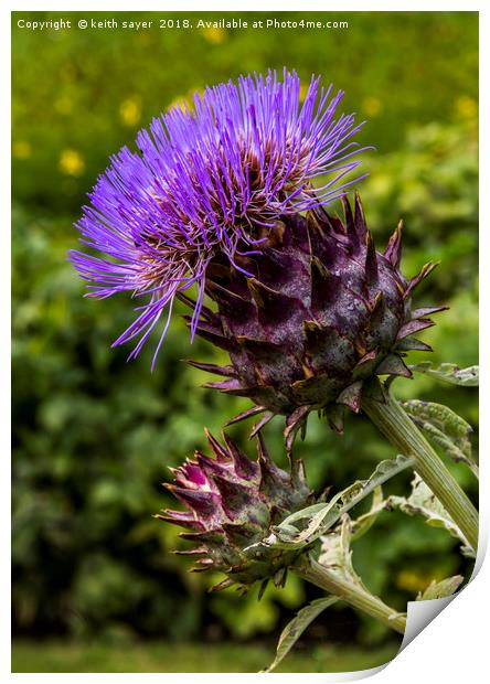 Common Thistle Print by keith sayer