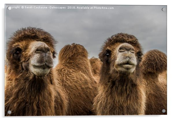 Bactrian Camels Acrylic by Sandi-Cockayne ADPS