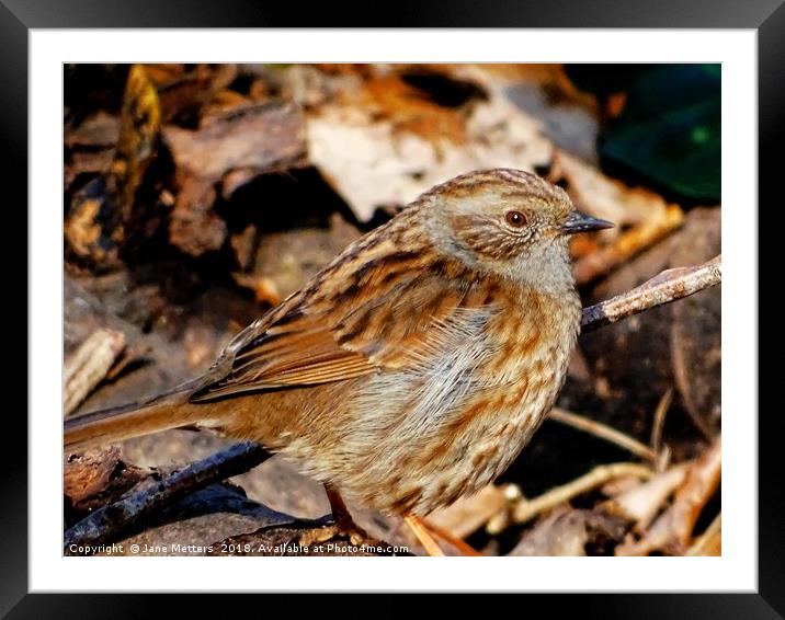      Dunnock                           Framed Mounted Print by Jane Metters