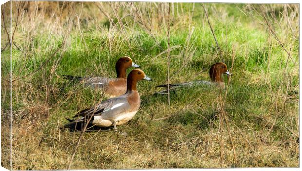 Wigeon on Laugharne Estuary.  Canvas Print by Colin Allen