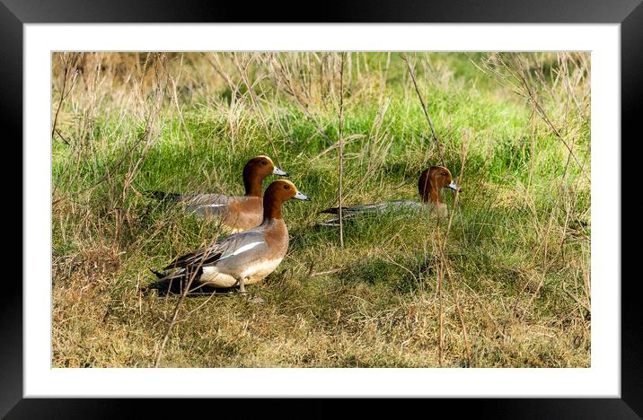 Wigeon on Laugharne Estuary.  Framed Mounted Print by Colin Allen
