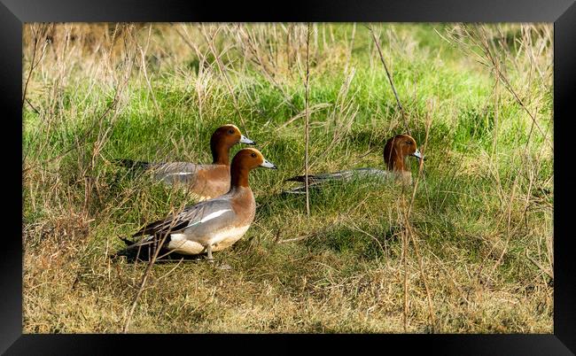 Wigeon on Laugharne Estuary.  Framed Print by Colin Allen