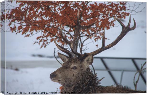 Stag at Loch Ossian Youth Hostel in Winter Canvas Print by David Morton