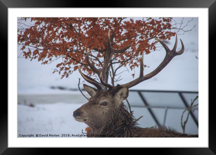 Stag at Loch Ossian Youth Hostel in Winter Framed Mounted Print by David Morton
