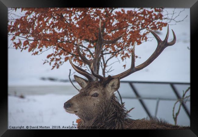 Stag at Loch Ossian Youth Hostel in Winter Framed Print by David Morton