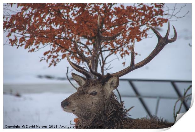Stag at Loch Ossian Youth Hostel in Winter Print by David Morton
