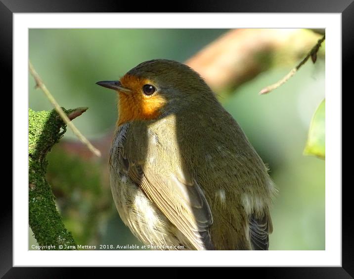 The Sun Catching The Robins Eye Framed Mounted Print by Jane Metters