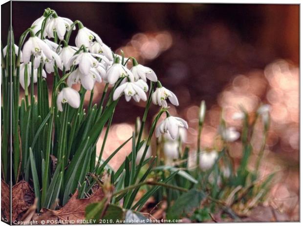 "Snowdrops in the pink" Canvas Print by ROS RIDLEY