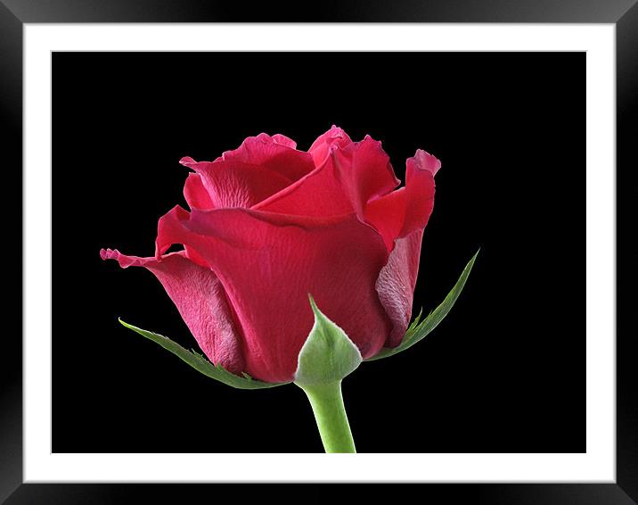 Just One Bud Framed Mounted Print by Jacqi Elmslie
