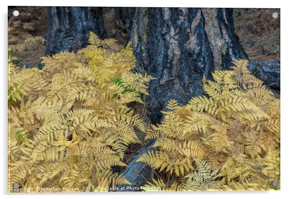 Ferns Acrylic by jonathan nguyen
