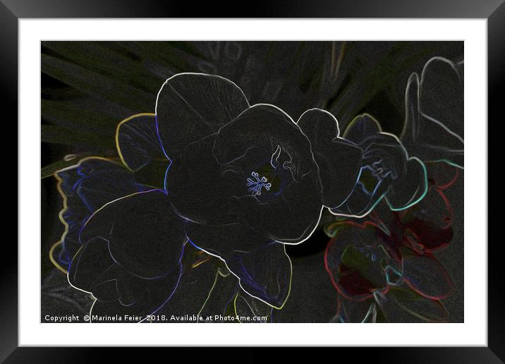freesia flowers outlined Framed Mounted Print by Marinela Feier