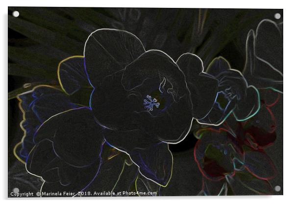 freesia flowers outlined Acrylic by Marinela Feier