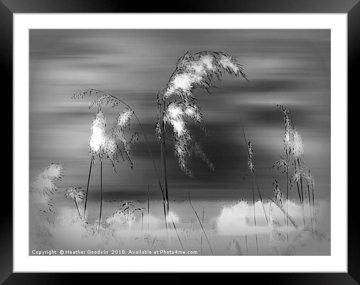 Windblown Reeds Framed Mounted Print by Heather Goodwin