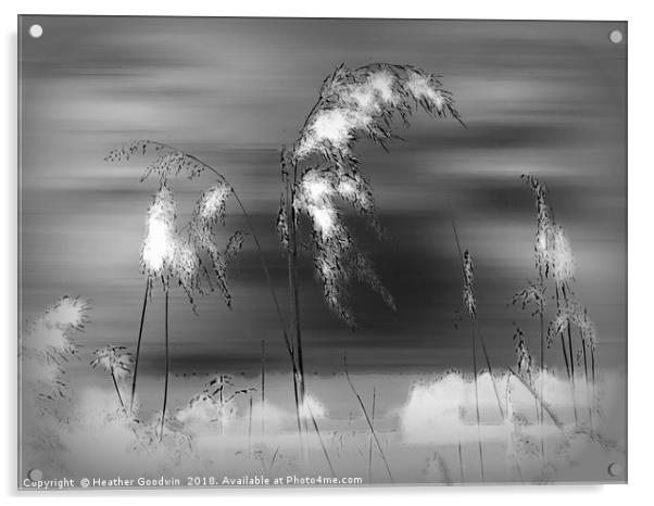Windblown Reeds Acrylic by Heather Goodwin