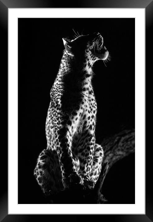 Studio leopard Framed Mounted Print by Villiers Steyn