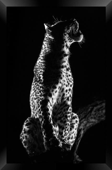 Studio leopard Framed Print by Villiers Steyn