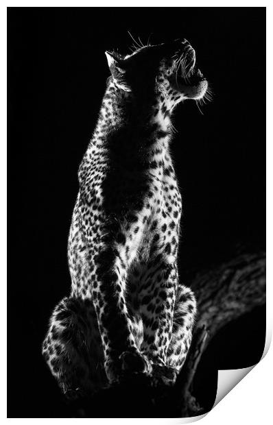 Studio leopard Print by Villiers Steyn