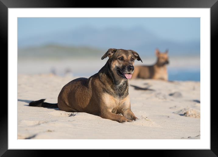 Dogs in the sand Framed Mounted Print by Villiers Steyn
