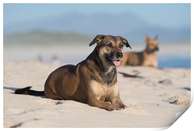 Dogs in the sand Print by Villiers Steyn