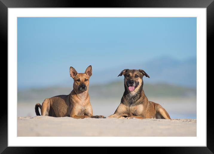 Dogs at the sea Framed Mounted Print by Villiers Steyn