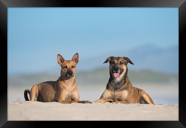 Dogs at the sea Framed Print by Villiers Steyn