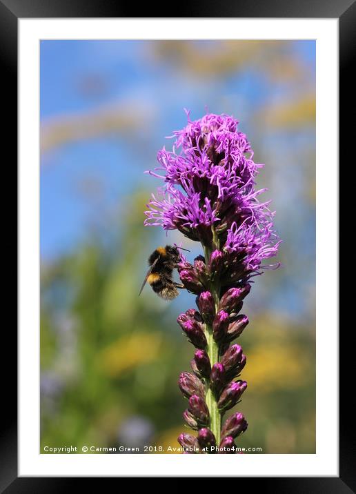 Bumblebee pollinating in the garden  Framed Mounted Print by Carmen Green