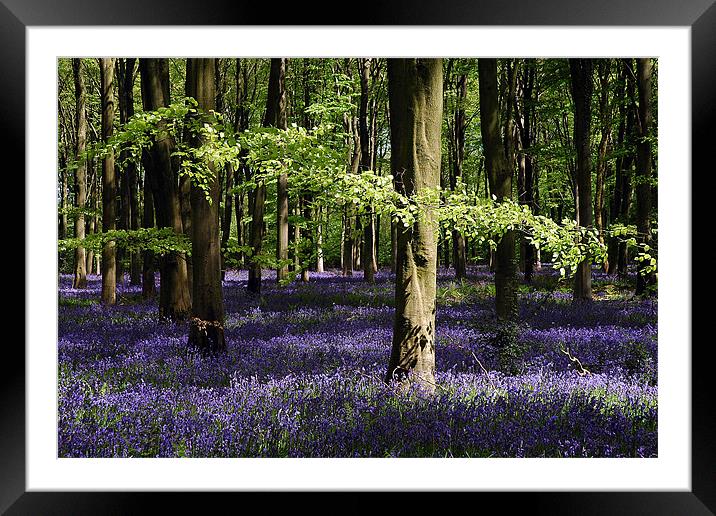 Bluebell wood Framed Mounted Print by Graham Piper