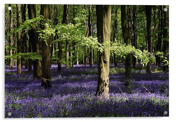 Bluebell wood Acrylic by Graham Piper