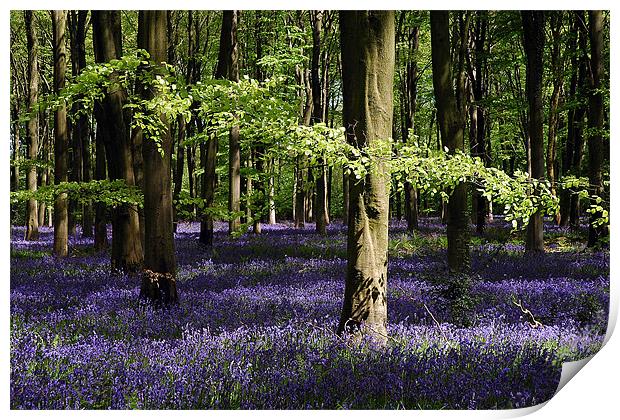 Bluebell wood Print by Graham Piper