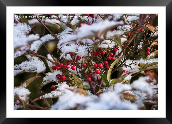 nandina domestica Framed Mounted Print by Kevin White
