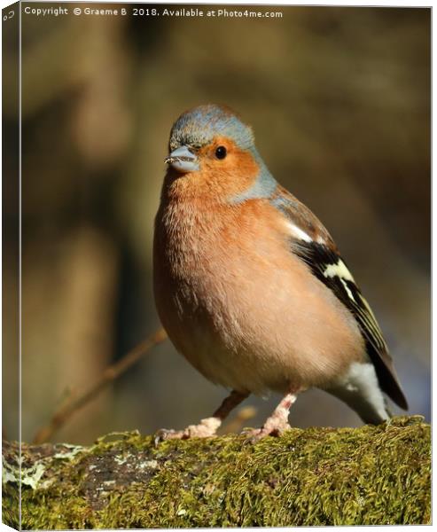 Chaffinch with a mouthful Canvas Print by Graeme B