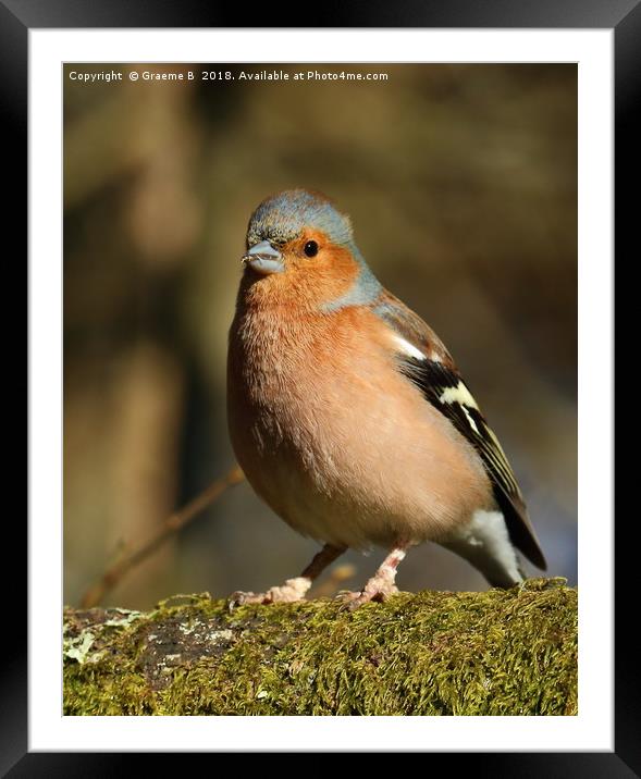Chaffinch with a mouthful Framed Mounted Print by Graeme B