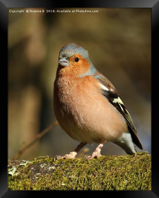 Chaffinch with a mouthful Framed Print by Graeme B