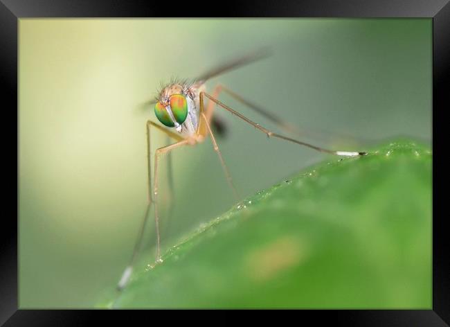 Long legged fly macro. Framed Print by David Neighbour