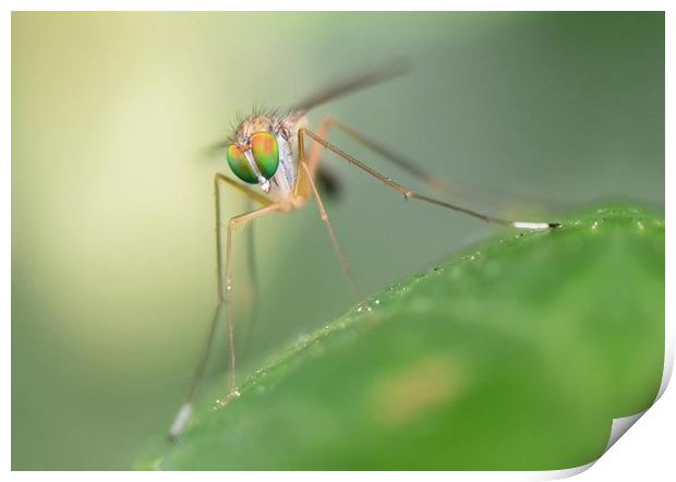 Long legged fly macro. Print by David Neighbour