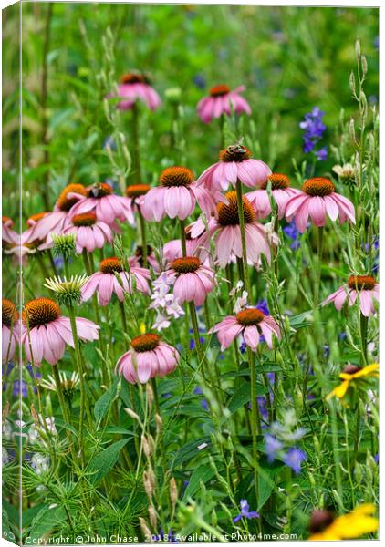 Echinacea With Honey Bees Canvas Print by John Chase