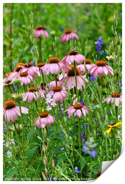 Echinacea With Honey Bees Print by John Chase