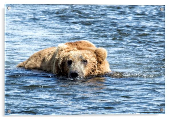 Brown Bear Cooling Off Acrylic by Belinda Greb