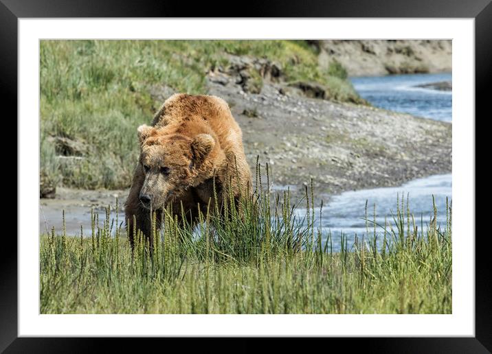 Brown Bear After His Dip Framed Mounted Print by Belinda Greb