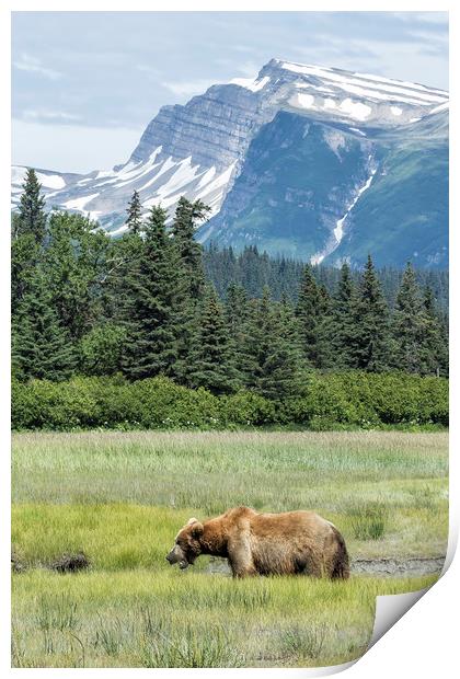 Male Brown Bear at Lake Clark NP Print by Belinda Greb