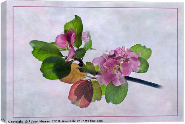 Pink Apple Blossom Springtime Canvas Print by Robert Murray