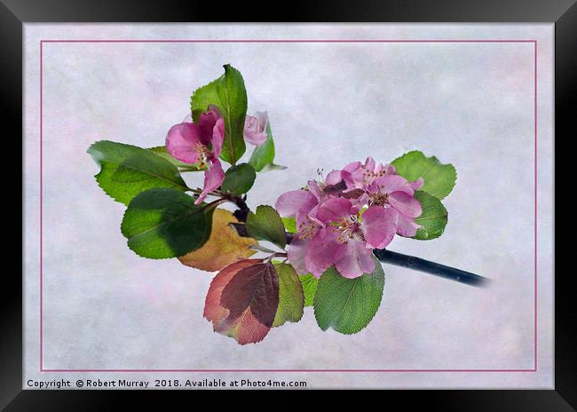 Pink Apple Blossom Springtime Framed Print by Robert Murray